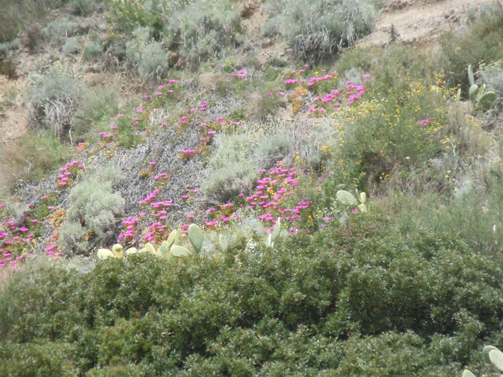 Carpobrotus edulis / Fico degli Ottentotti edule